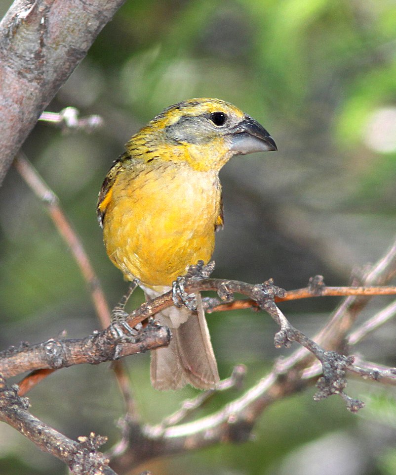 918 - YELLOW GROSBEAK (6-12-11) ash cyn b&b, cochise, az  (2)
