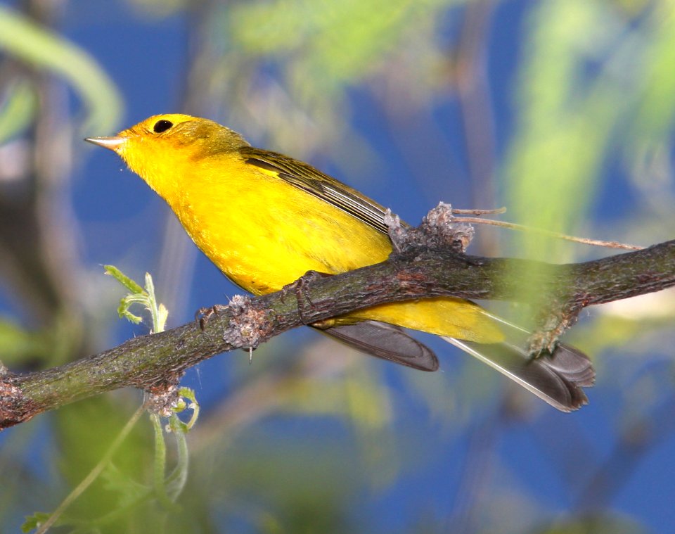 911 - SUMER TANAGER (4-24-13) patagonia lake , scc, az