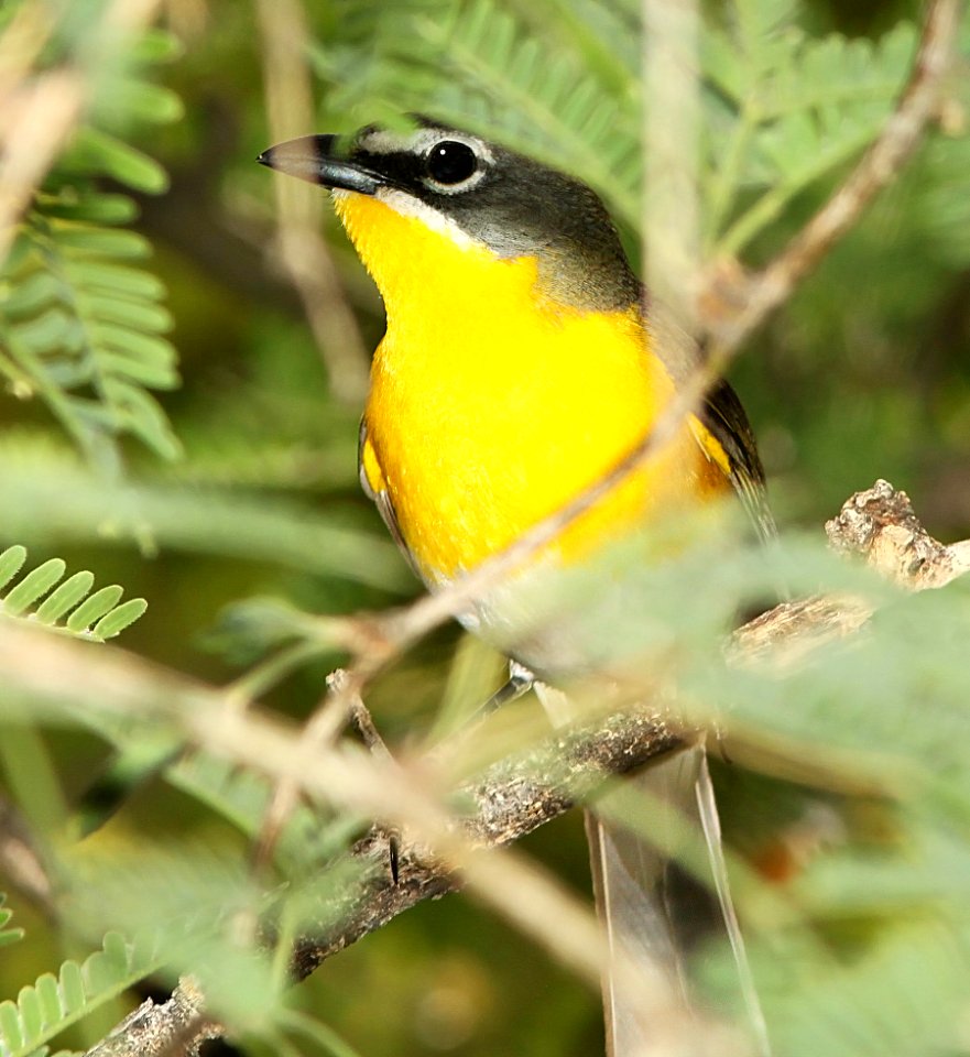 852 - YELLOW-BREASTED CHAT (6-1-11) de anza trail north from rio rico dr, rio rico, scc, az - (3)