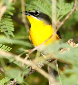 852 - YELLOW-BREASTED CHAT (6-1-11) de anza trail north from rio rico dr, rio rico, scc, az - (3)