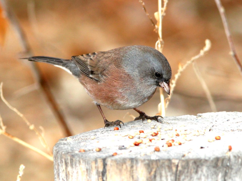 899 - DARK-EYED JUNCO (11-29-09) pink-sided form, farmington, nm  (1)
