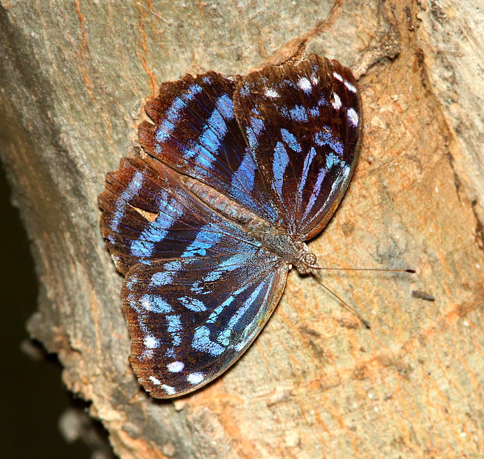 BLUEWING, MEXICAN (Myscelia ethusa) (3-8-12) male, national butterfly center, mission, tx -02