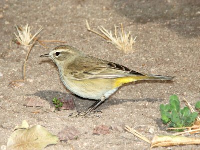 833 - PALM WARBLER (12-15-10) kino springs, scc, az - (1)