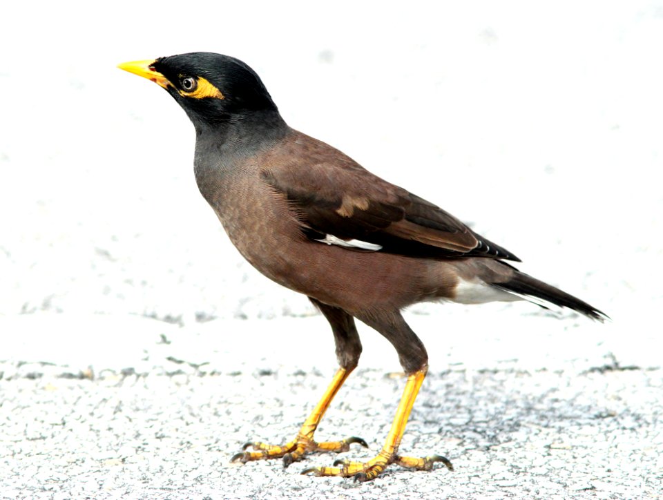 773 -COMMON MYNA (1-21-10) kendall, fl (1)