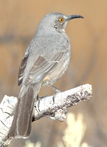 767 - CURVE-BILLED THRASHER (3-12-11) kino springs, scc, az - (2)