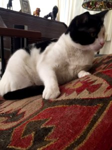 Pads, Paws, and Claws