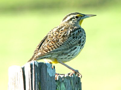 933 - WESTERN MEADOWLARK (1-4-10) morro bay, ca  (2)