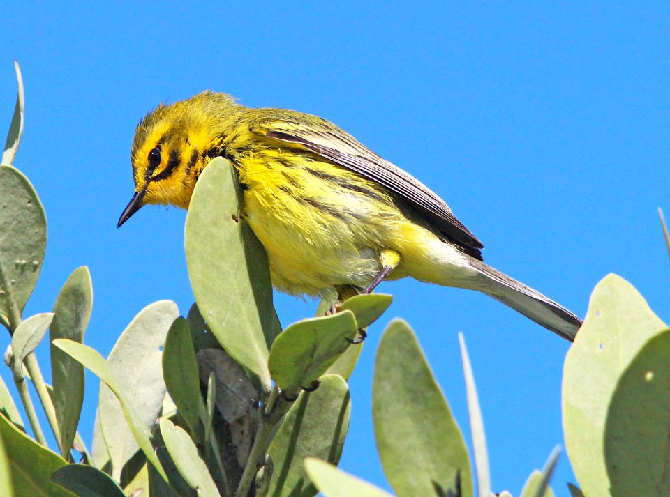 837 - PRAIRIE WARBLER (3-4-13) everglades national park, monroe co, fl  (2)