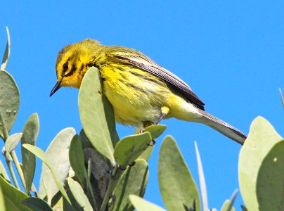 837 - PRAIRIE WARBLER (3-4-13) everglades national park, monroe co, fl (2) photo