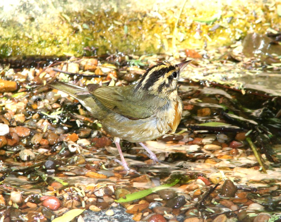 797 - WORM-EATING WARBLER (4-19-12) convention center, south padre island, tx  (4)