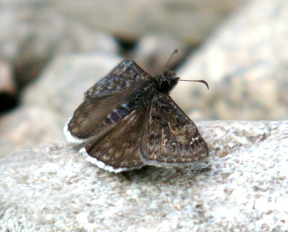 DUSKYWING, JUVENAL'S  (8-6-06) male, madera cyn, scc, az