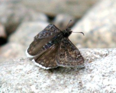 DUSKYWING, JUVENAL'S  (8-6-06) male, madera cyn, scc, az