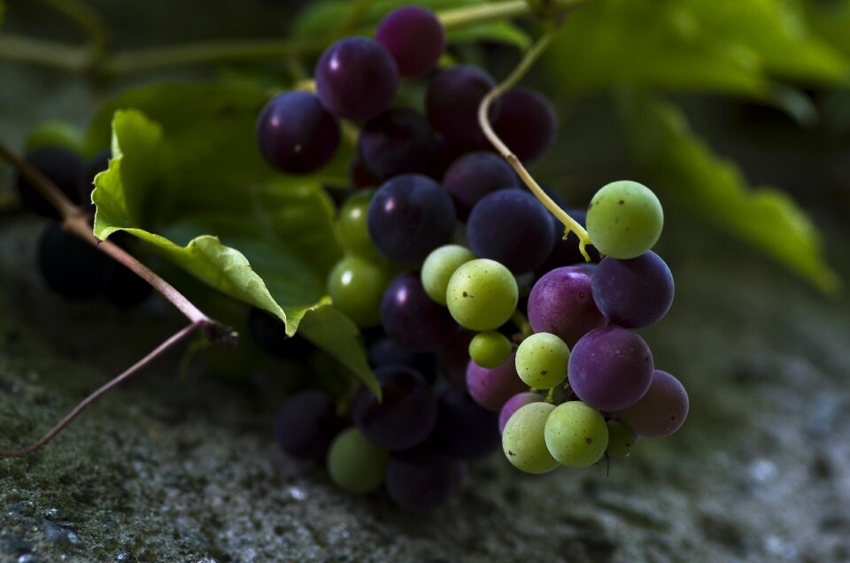 Fruit fruits ripe grapes