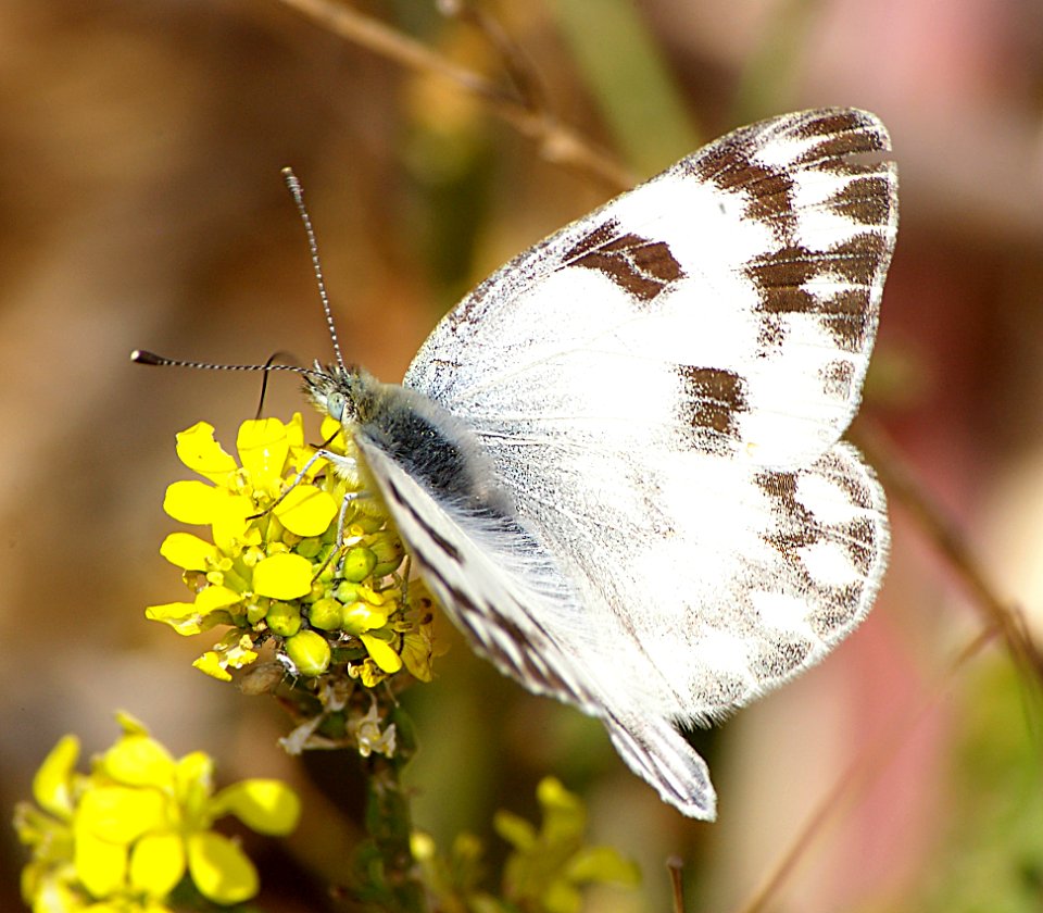 WHITE, CHECKERED (Pontia protodice) (7-25-07) canet rd, morro bay, slo co, ca