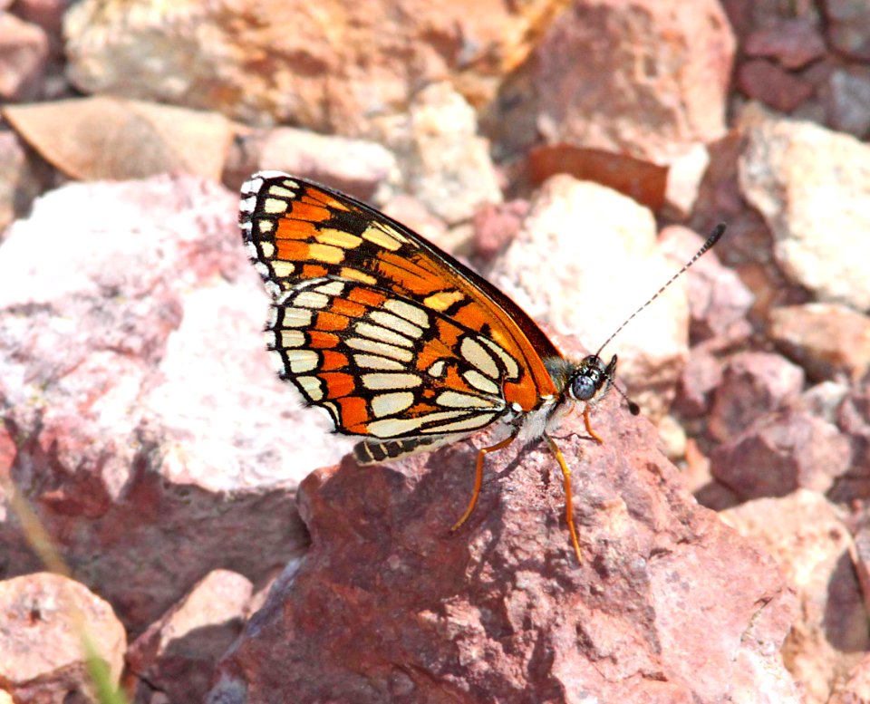 CHECKERSPOT, THEONA (Chlosyne theona) (9-23-11) upper humboldt canyon, patagonia hills, scc, az  (2)