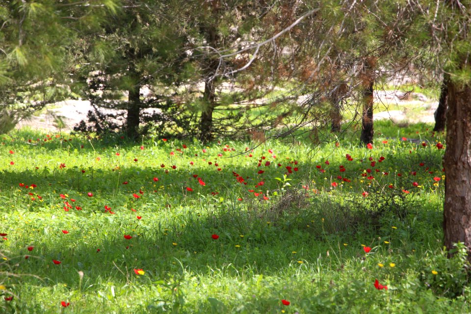 Cellophane flowers of red and green