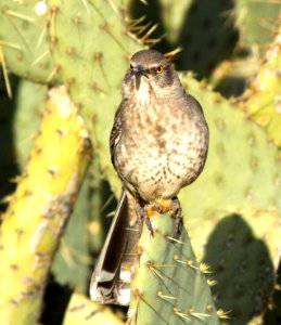 767 - CURVE-BILLED THRASHER (1-10-10) pancho villa state park, columbus, nm  (5)