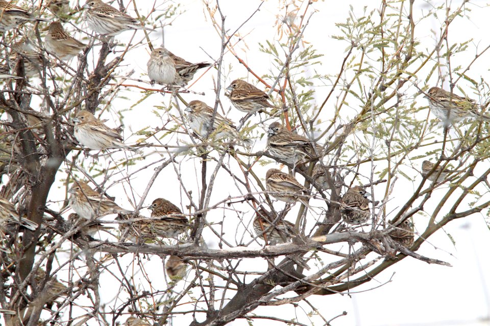 882 -LARK BUNTING (2-14-12) patagonia lake road, nogales, scc, az (2)