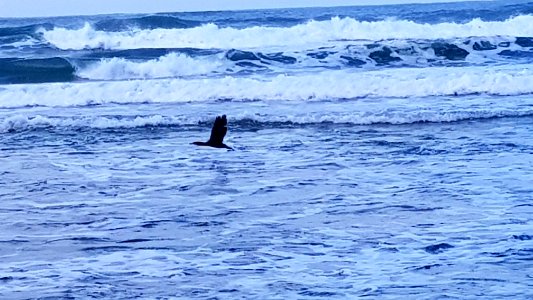 Spread Your Wings
