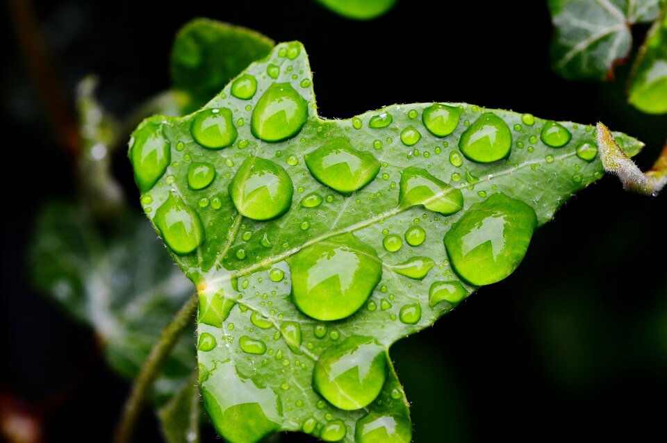 Ivy leaf climber plant green