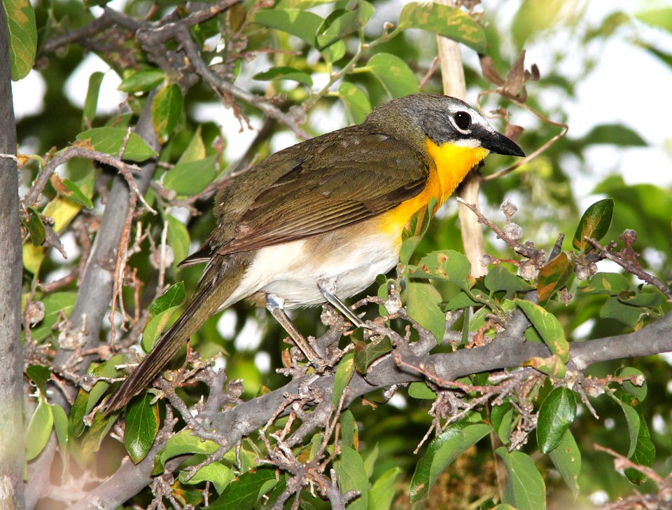 852 - YELLOW-BREASTED CHAT (6-1-11) de anza trail north from rio rico dr, rio rico, scc, az - (1)