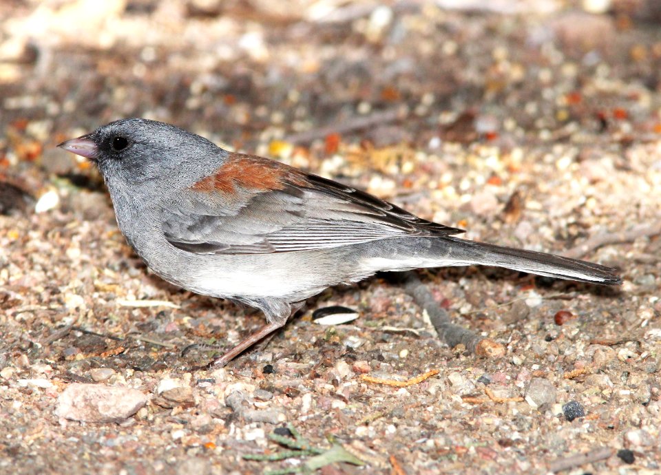 899 - DARK-EYED JUNCO (4-26-13) gray-headed form, sunny flats cg, cave creek, cochise co, az   (2)