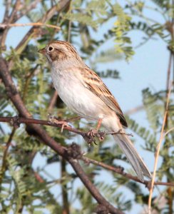 873 - BREWER'S SPARROW (9-16-10) las cienegas, scc, az  (2)