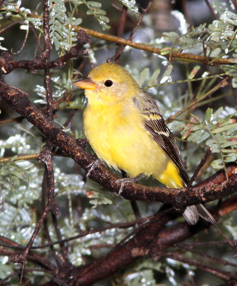 913 - WESTERN TANAGER (9-23-10)  Patagonia-Sonoita Creek Preserve, scc, az  (2)
