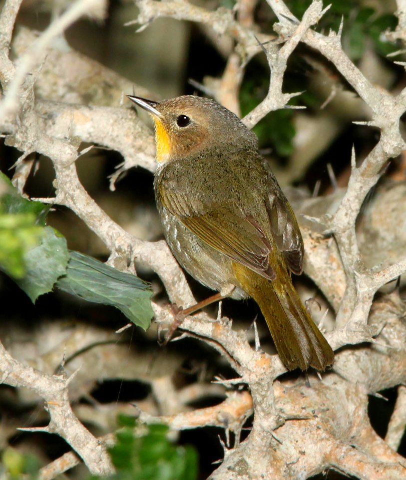 818 - COMMON YELLOWTHROAT (4-19-12) convention center, south padre island, tx  (1)