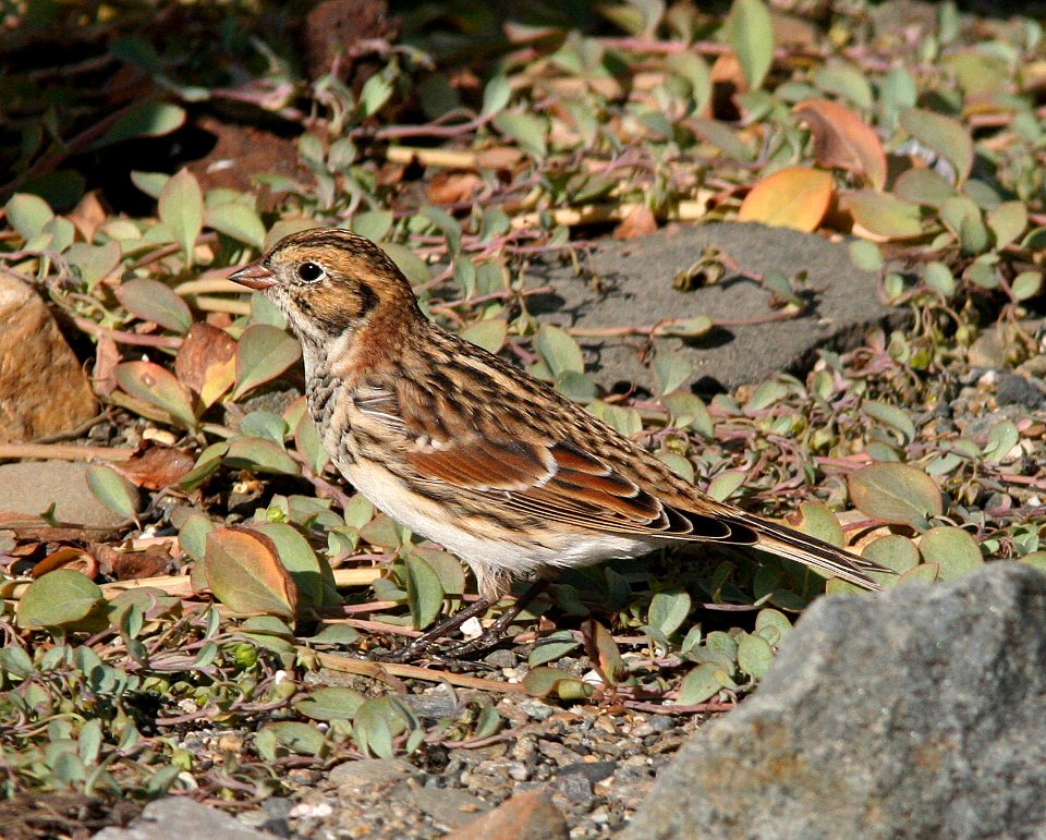 790 - LAPLAND LONGSPUR (8-28-08) nome, ak - (1)