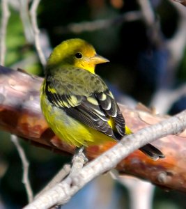 913 - WESTERN TANAGER (10-6-07) imm male, mu ranch, carrizo plain, slo co, ca  (3)