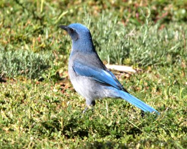 642 - WOODHOUSE'S SCRUB-JAY (8-15-13) barranca mesa, los alamos, nm -09