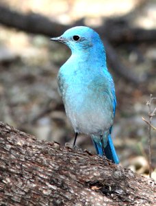 736 - MOUNTAIN BLUEBIRD (2-16-12) patagonia lake, scc, az - (3)