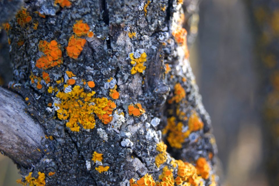 Macro of Tree in late-Fall