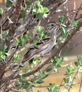 868 - CASSIN'S SPARROW (4-27-11) 78 circulo montana, patagonia lake ranch estates, scc, az -01