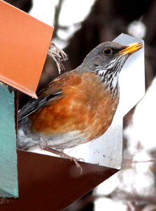 755 - RUFOUS-BACKED ROBIN (1-6-11) Patagonia, scc, az - (2)