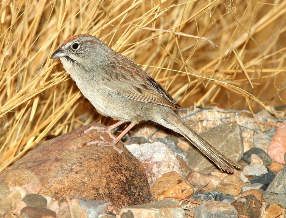862 - RUFOUS-CROWNED SPARROW (5-5-11) 78 circulo montana, patagonia lake ranch estates, scc, az