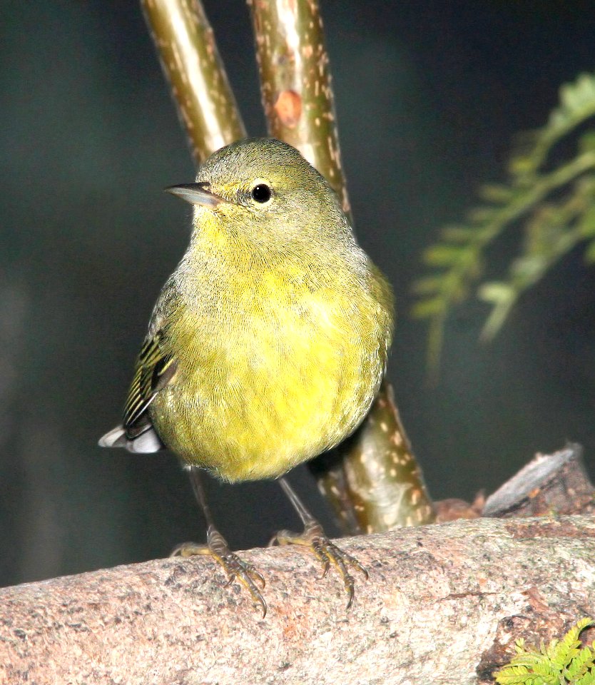 808 - ORANGE-CROWNED WARBLER (12-18-08) canet rd, slo co, ca (1)