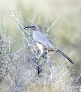 770 - LECONTE'S THRASHER (11-19-08) carrizo plain nat monument, n side panorama rd, slo co, ca (2)
