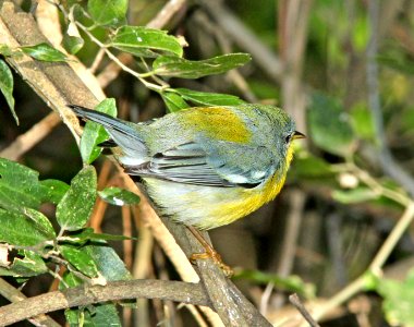 825 - TROPICAL PARULA (2-5-10) quinta mazatlan, mcallen, tx  (5)