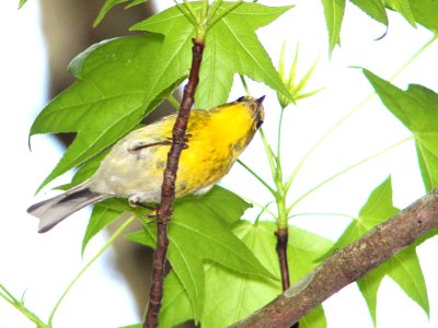 834 - PINE WARBLER (2-22-13) highlands hammock state park, okeechobee co, fl  (5)