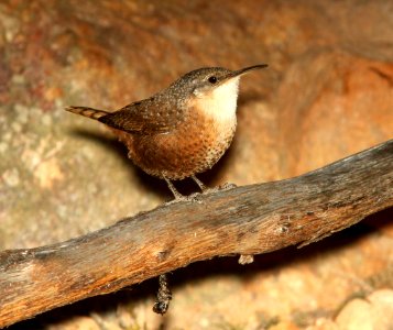 691 - CANYON WREN (11-2-12) lower humboldt cyn, patagonia mts, scc, az - (1)