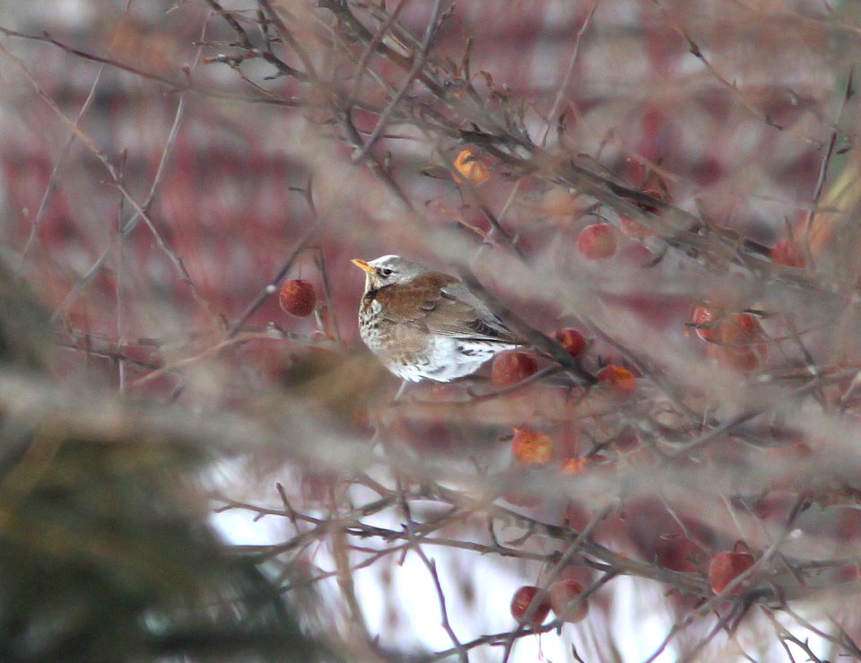750 - FIELDFARE (2-10-11) Ause-au-Griffon, Quebec -   (3)