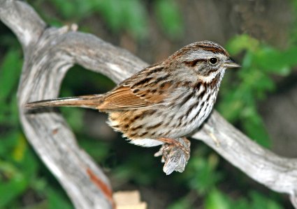 892 - SONG SPARROW (1-11-07) canet rd, slo co, ca (1)