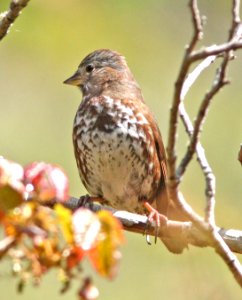 891 - SLATE-COLORED FOX SPARROW (4-3-08) altivagans race, coon creek, montano de oro st park, slo co, ca  (3)
