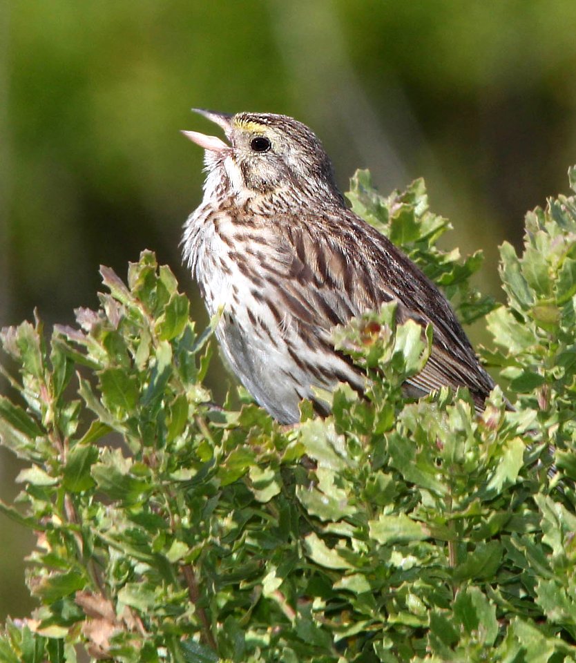 883 - SAVANNAH SPARROW (6-1-13) estero bluffs, slo co, ca  (1)
