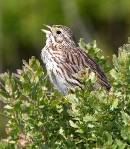 883 - SAVANNAH SPARROW (6-1-13) estero bluffs, slo co, ca  (1)