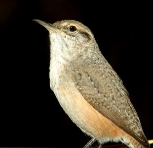 690 - ROCK WREN (11-8-11) 78 circulo montana, patagonia lake ranch estates, scc, az - (7)