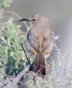 770 - LECONTE'S THRASHER (3-31-09) carrizo plain nat monument, slo co, ca (2)