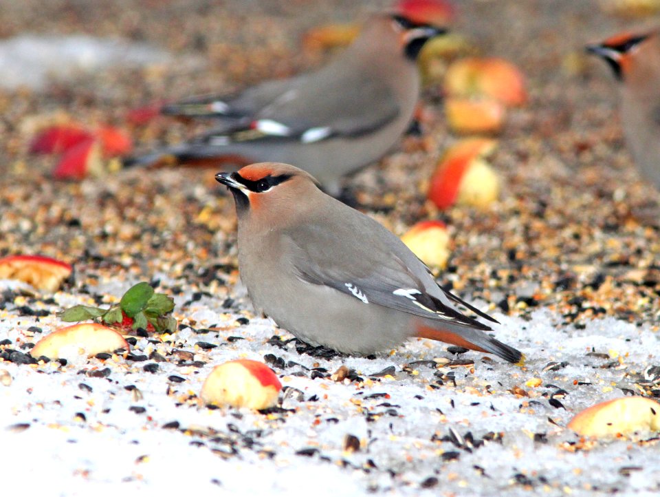 785 - BOHEMIAN WAXWING (2-17-11)  admiral's cove, newfoundland (10)